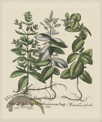 Besler 228 Colored  B2